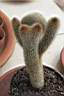 NOTOCACTUS LENINGHAUSII CRESTATO_1.JPG